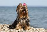 YORKSHIRE TERRIER 287